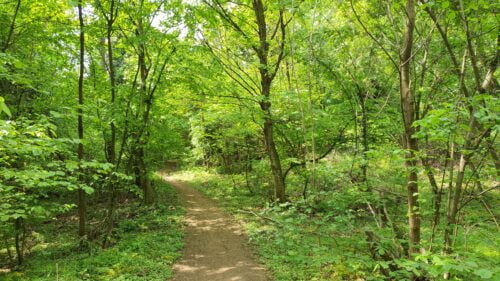 Prvomajska šetnja po šumi 🌳