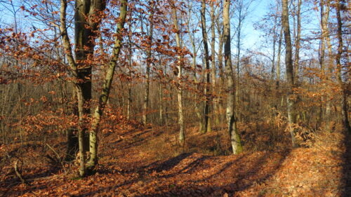 Šuma Pleća