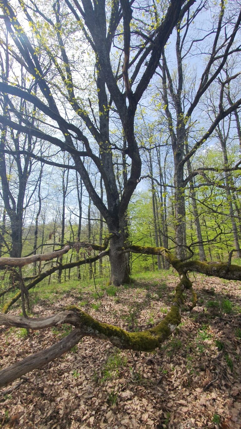 Čudno drvo