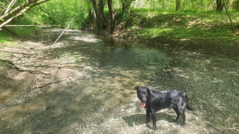 Potok Bačica