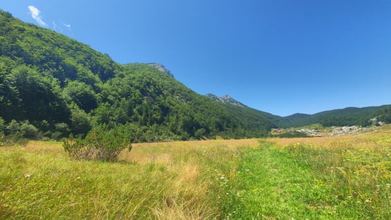 Bunovac
