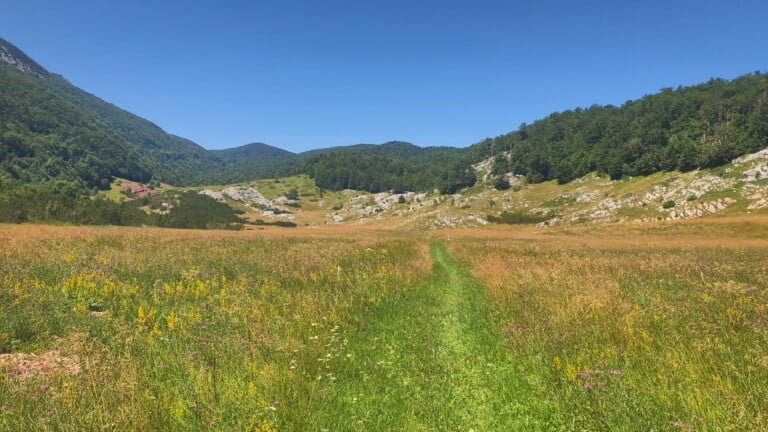 Bunovac