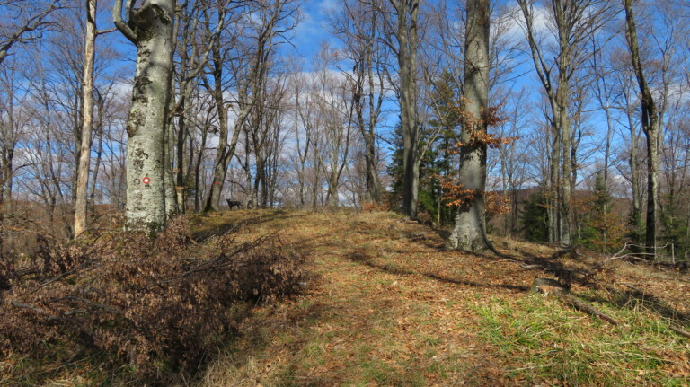 Vrh Velja glava 704 m